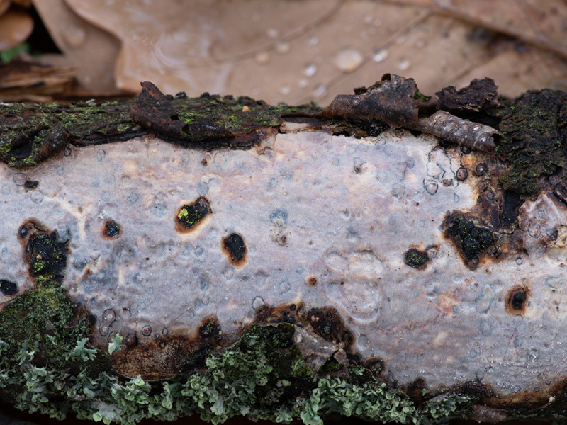 Vuilleminia comedens